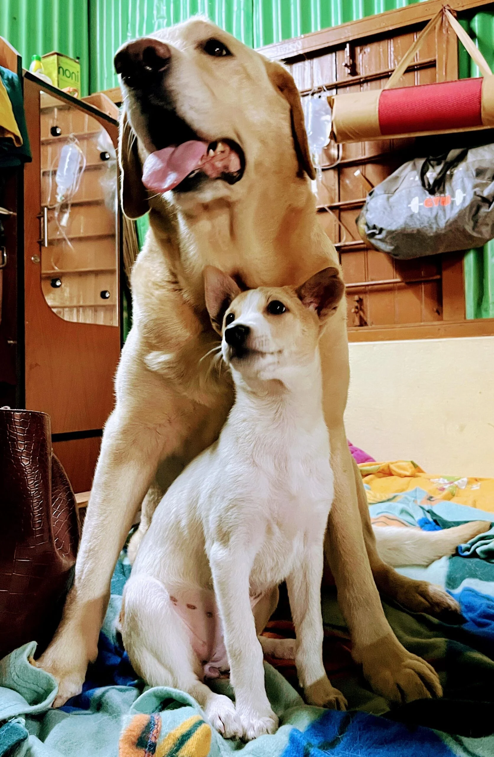 🐾 Adoption Appeal — A Bond That Must Stay Together 🐾 — Agartala