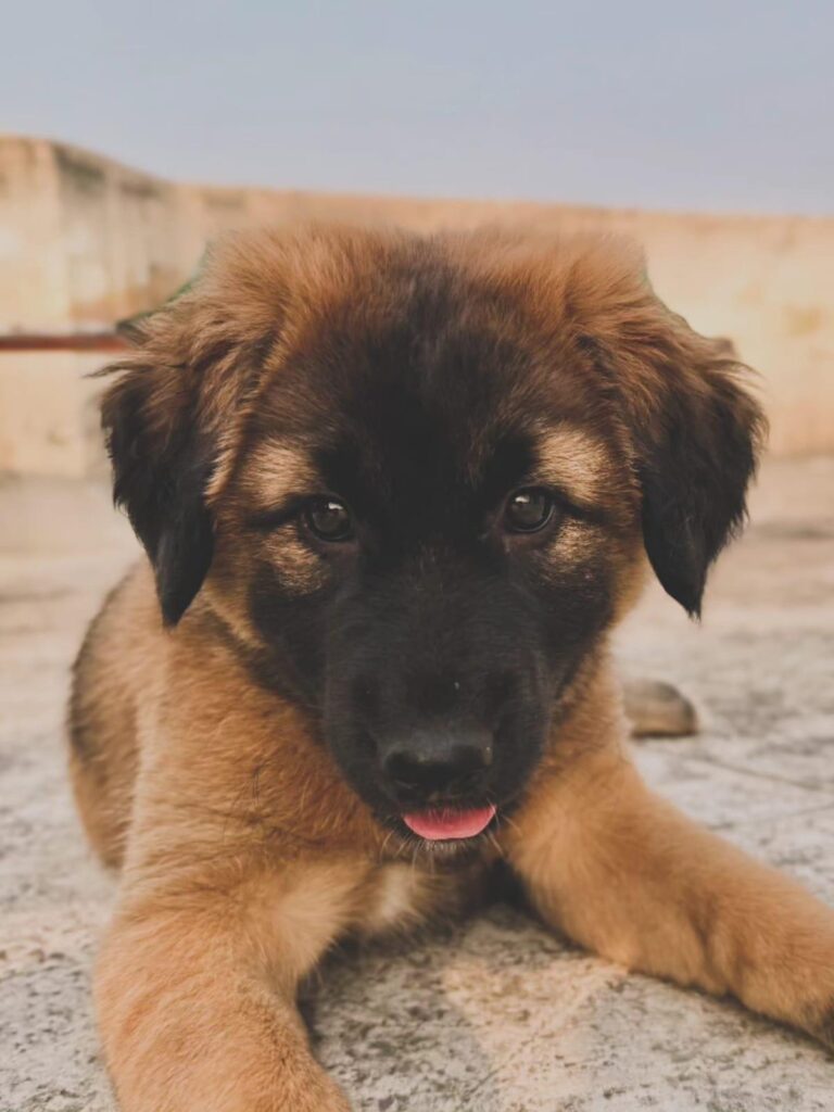 Adoption request - Gurgaon