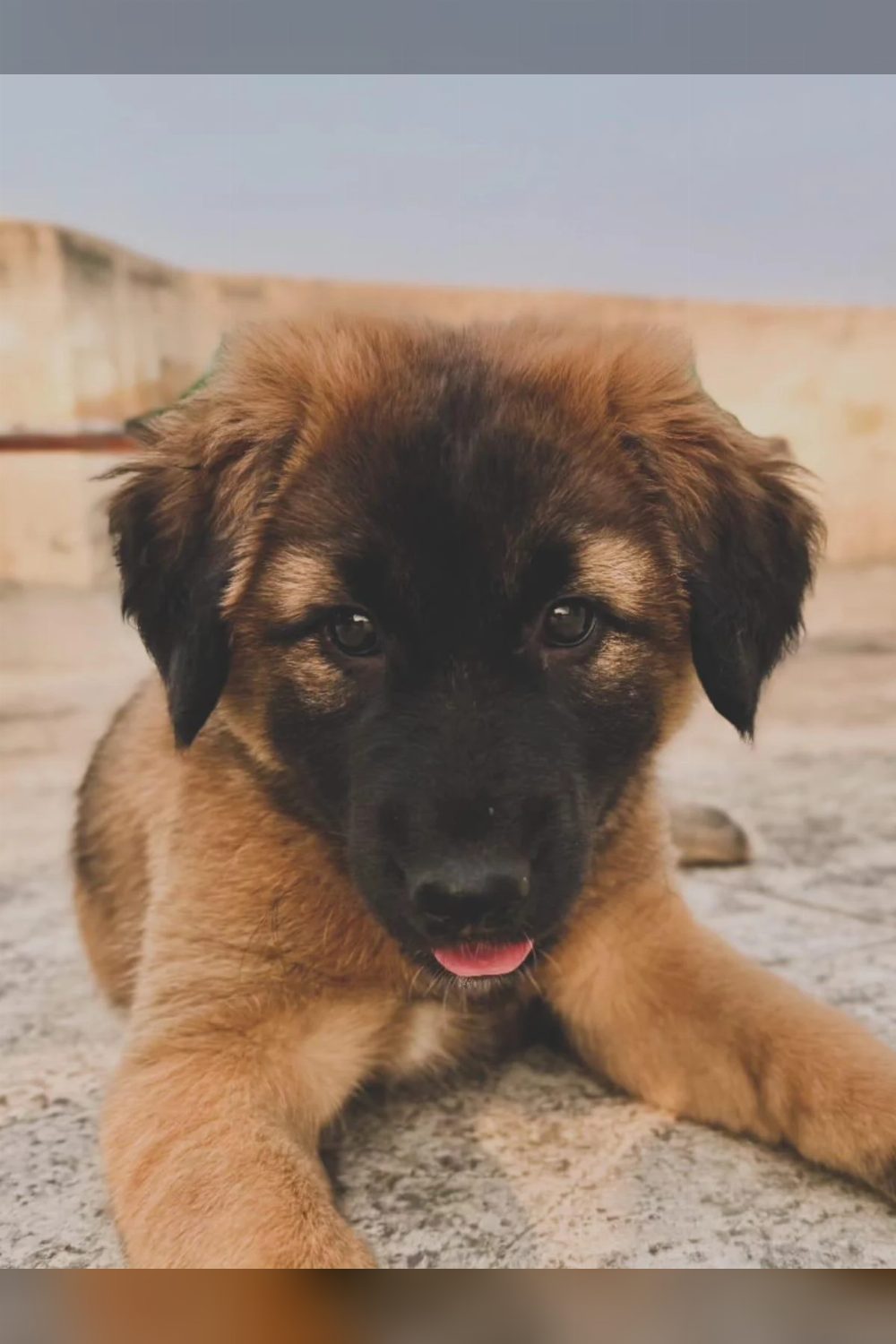 Female puppy for adoption in Gurgaon — Delhi NCR