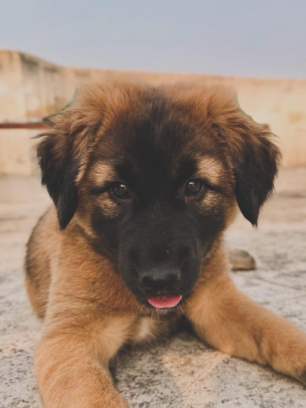 Adoption request - Gurgaon