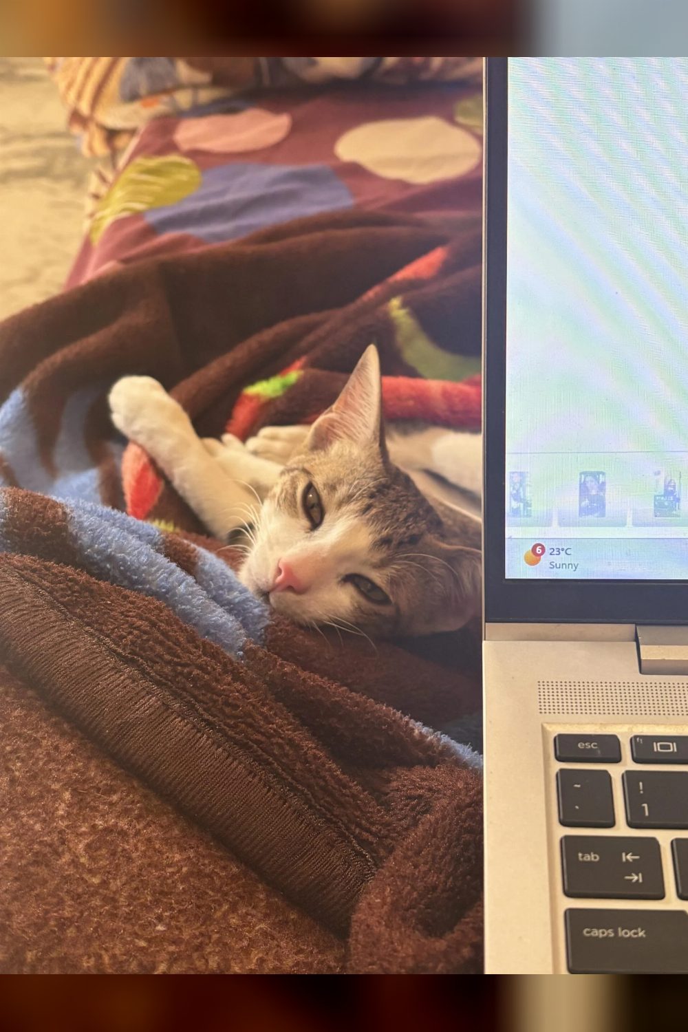 Cuddle loving male indie cat looking for forever home — Delhi NCR