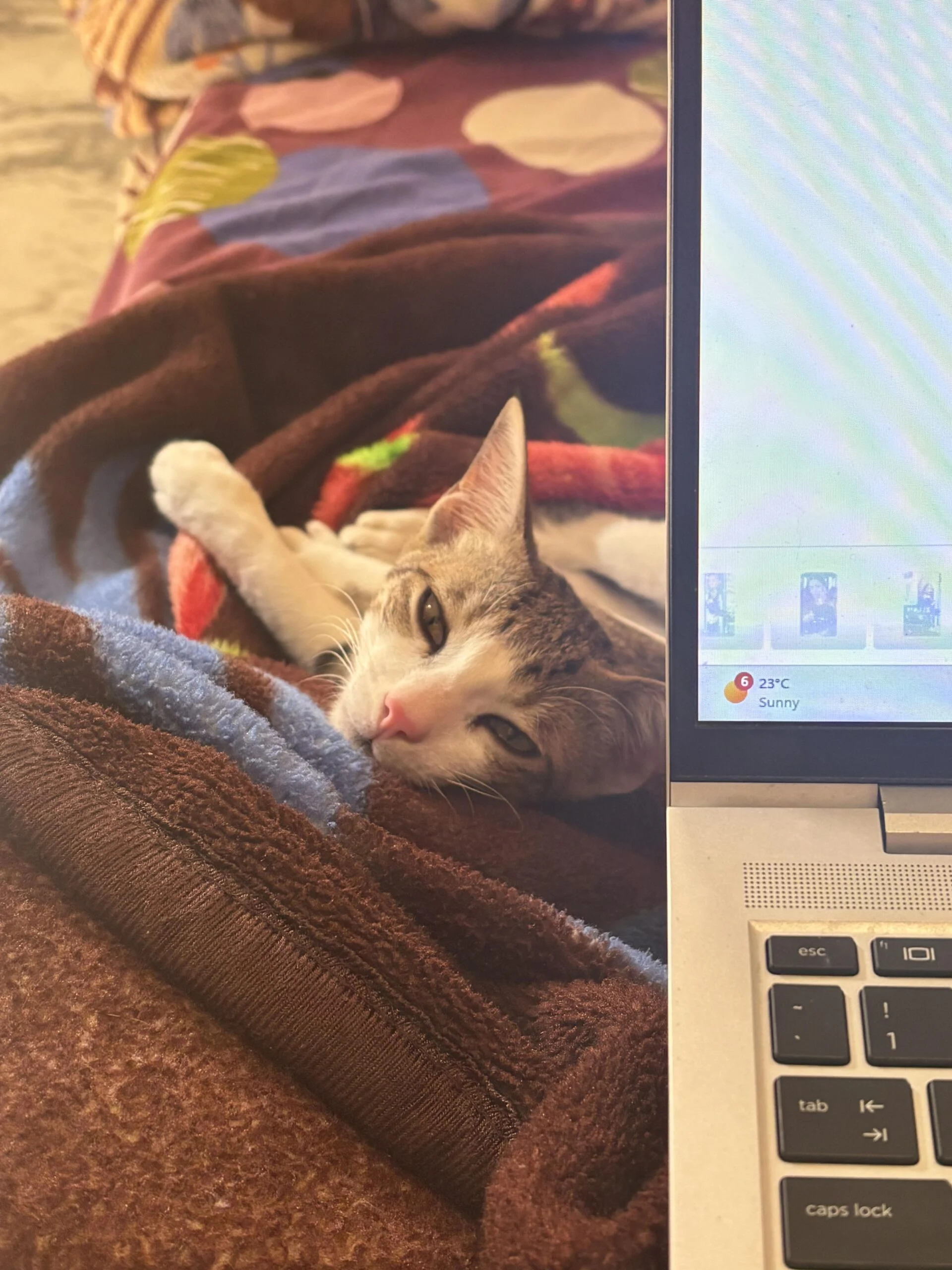 Cuddle loving male indie cat looking for forever home — Delhi NCR
