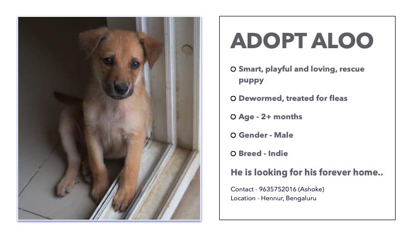 Adopt this India doggo: Aloo :) vaccinations will be sponsored