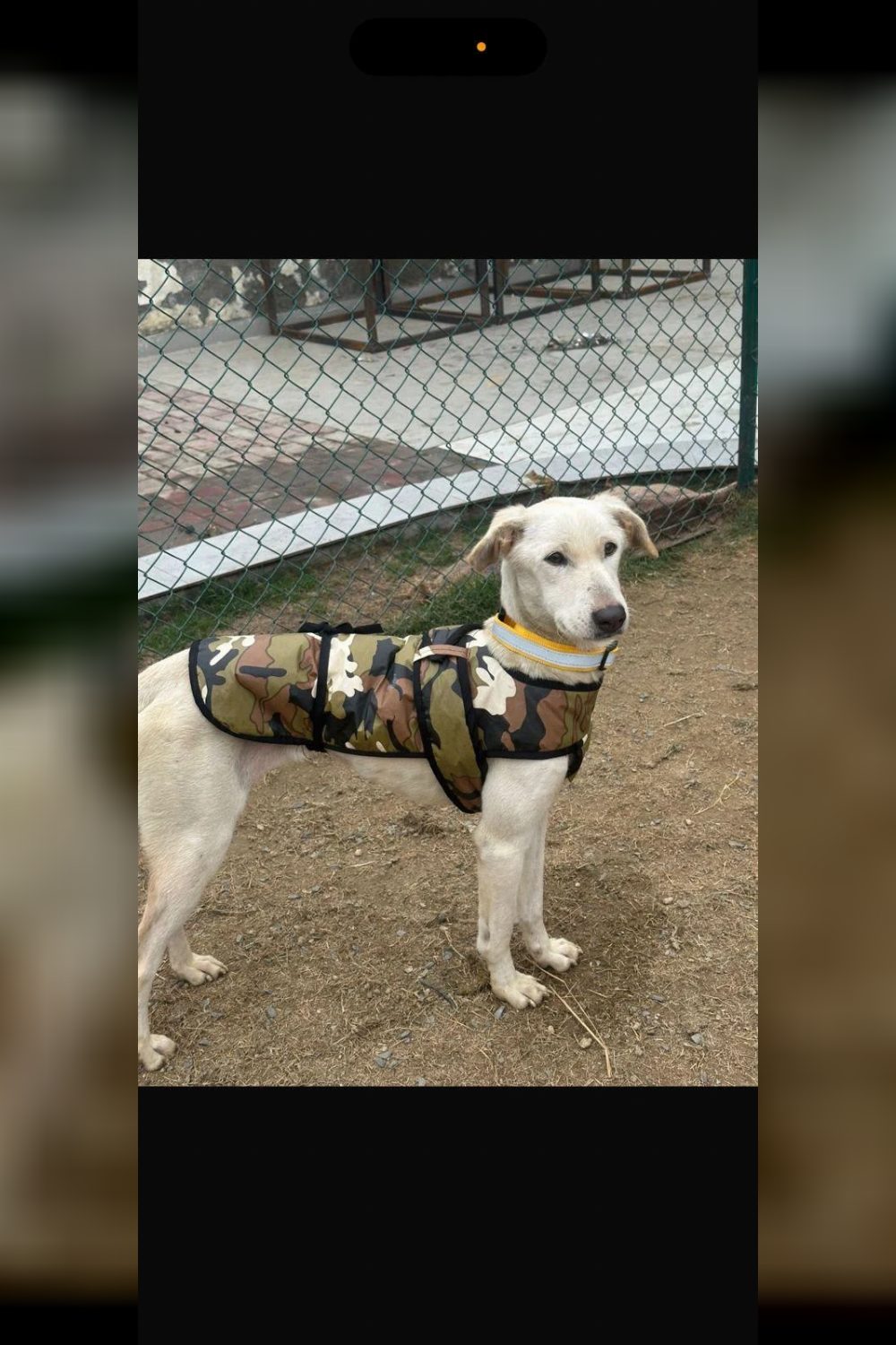 Lucy needs a home in Noida — Delhi NCR