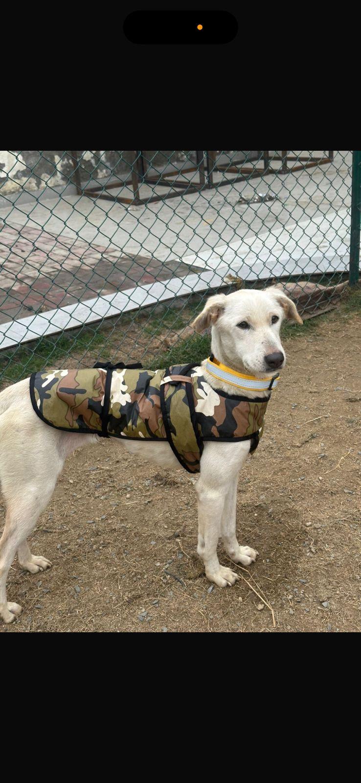Adoption appeal for Lucy from Noida