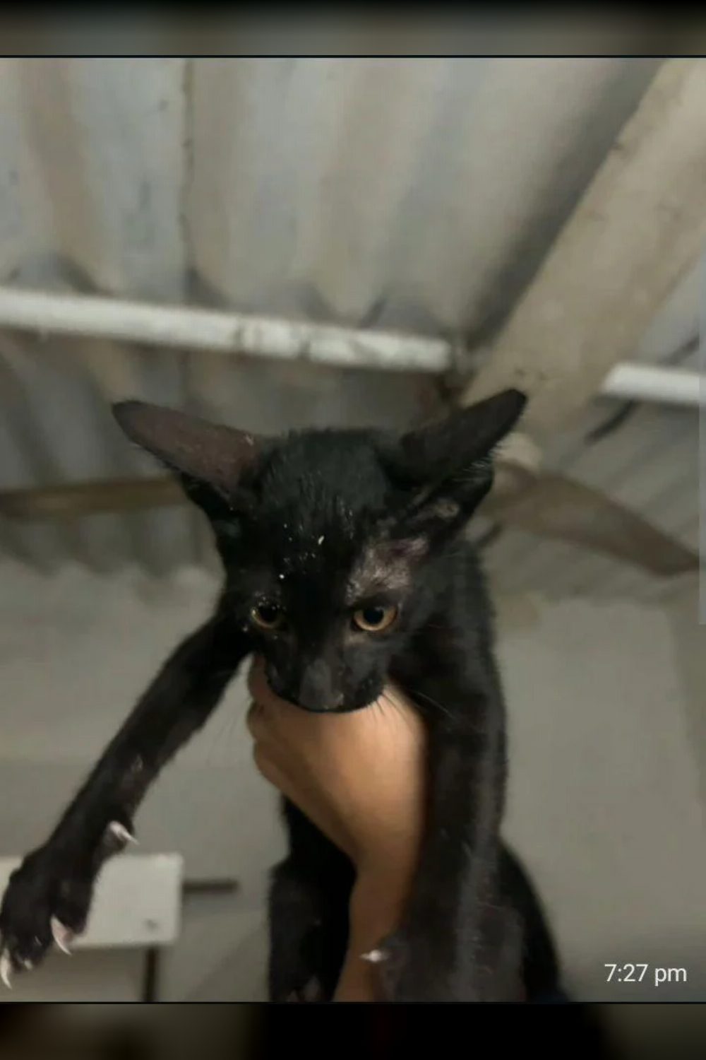 3 Months Old Kittens Are Up For Adoption — Delhi NCR