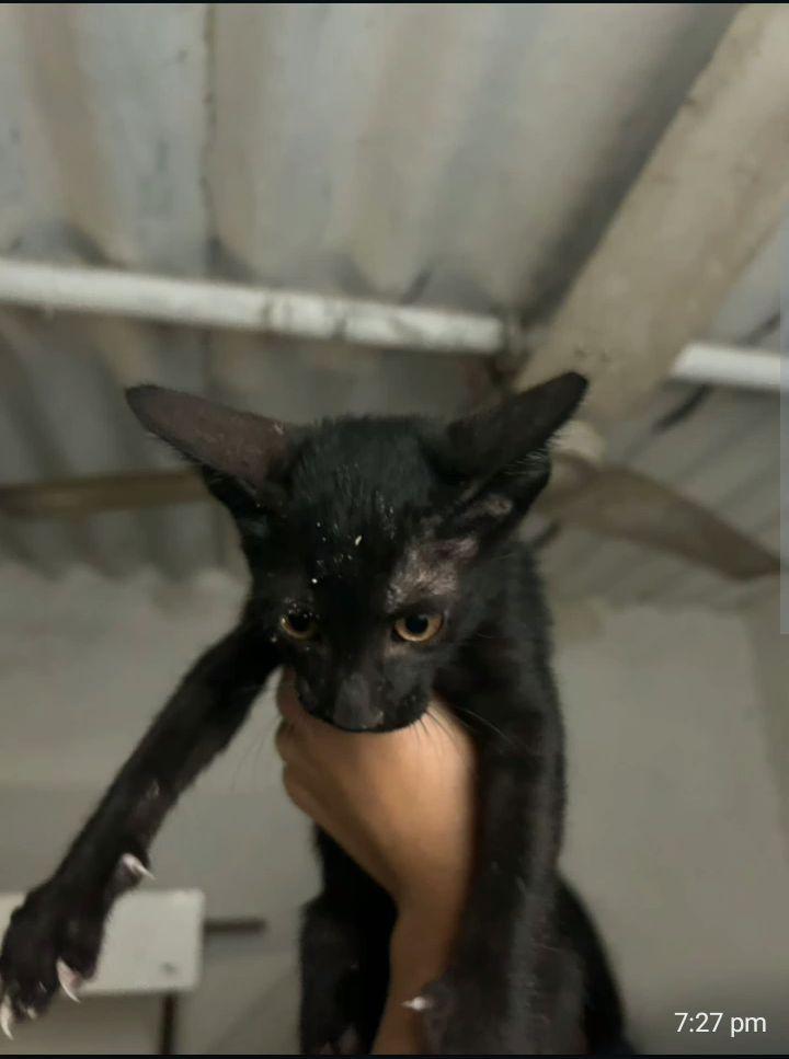 3 Months Old Kittens Are Up For Adoption