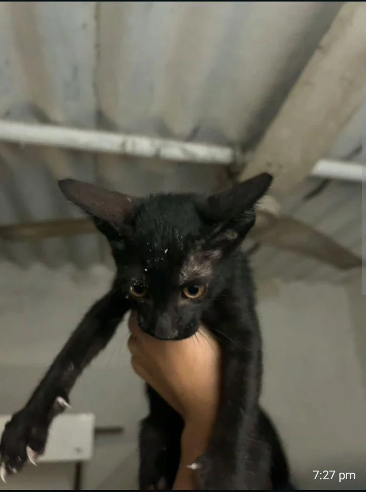 3 Months Old Kittens Are Up For Adoption — Delhi NCR
