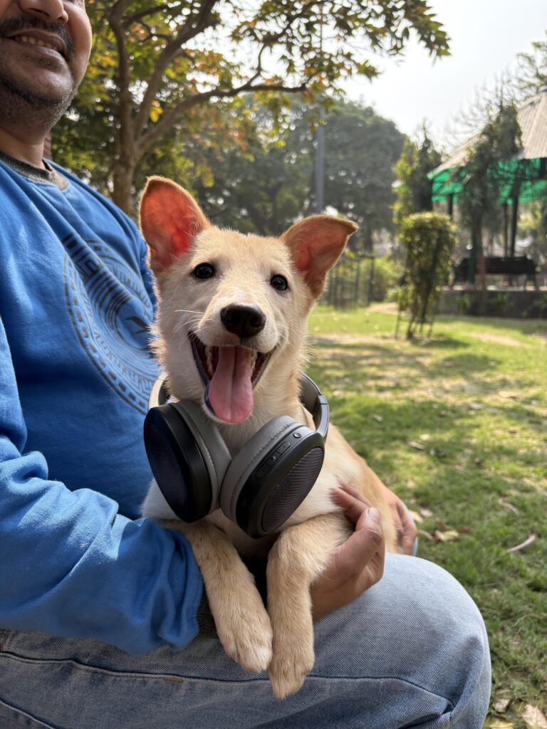 From 15 Days Trapped in a Drain to Hoping for a Forever Home! Meet Ollie 🐾
