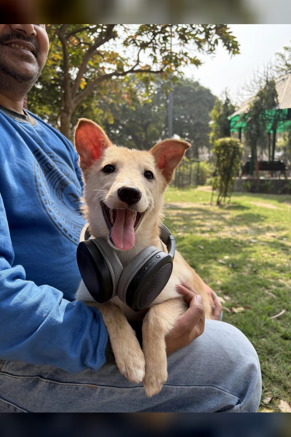 From 15 Days Trapped in a Drain to Hoping for a Forever Home! Meet Ollie 🐾 — Delhi NCR
