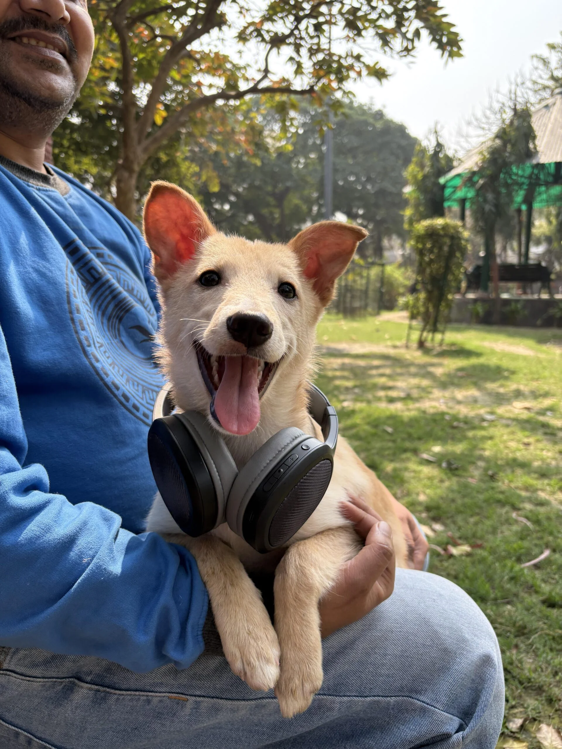 From 15 Days Trapped in a Drain to Hoping for a Forever Home! Meet Ollie 🐾 — Delhi NCR