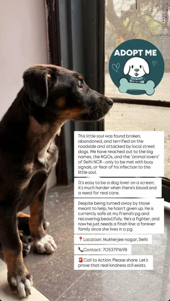 Puppy for adoption in Delhi NCR