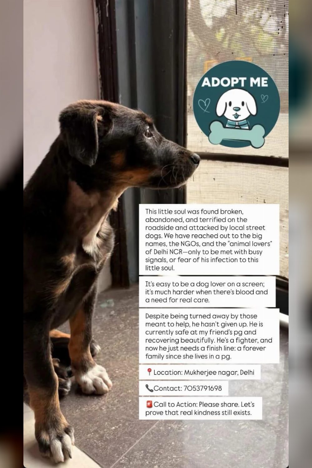 Puppy for adoption — Delhi NCR