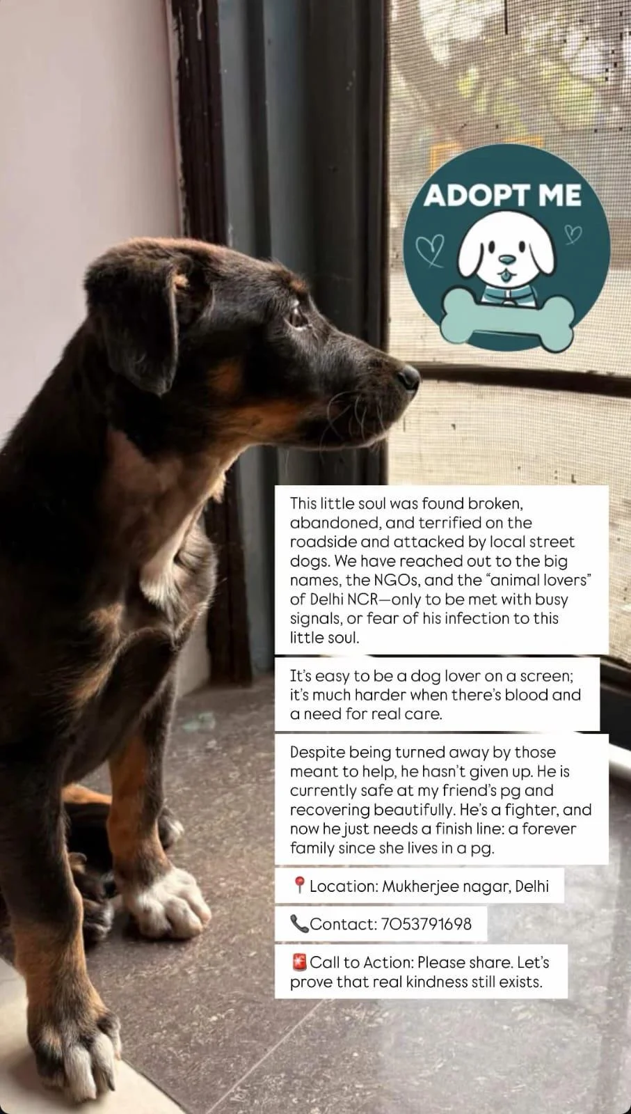 Puppy for adoption — Delhi NCR