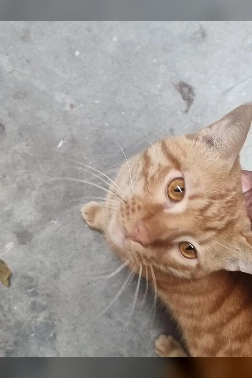 2-year-old male cat for adoption — Delhi NCR