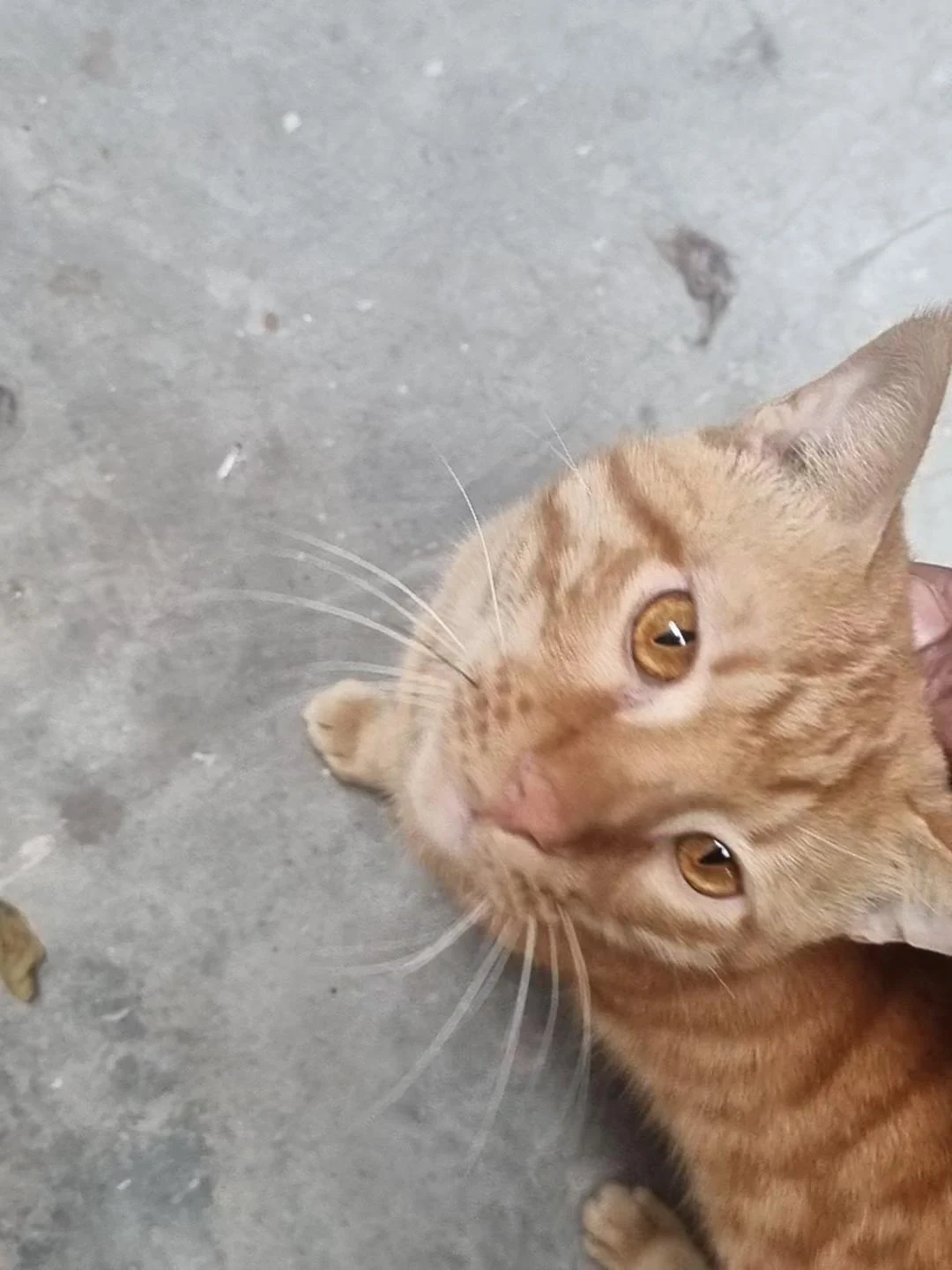 2-year-old male cat for adoption — Delhi NCR