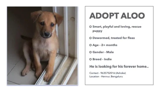 Adopt this Indie doggo: Aloo :) Vaccinations will be sponsored in Bengaluru