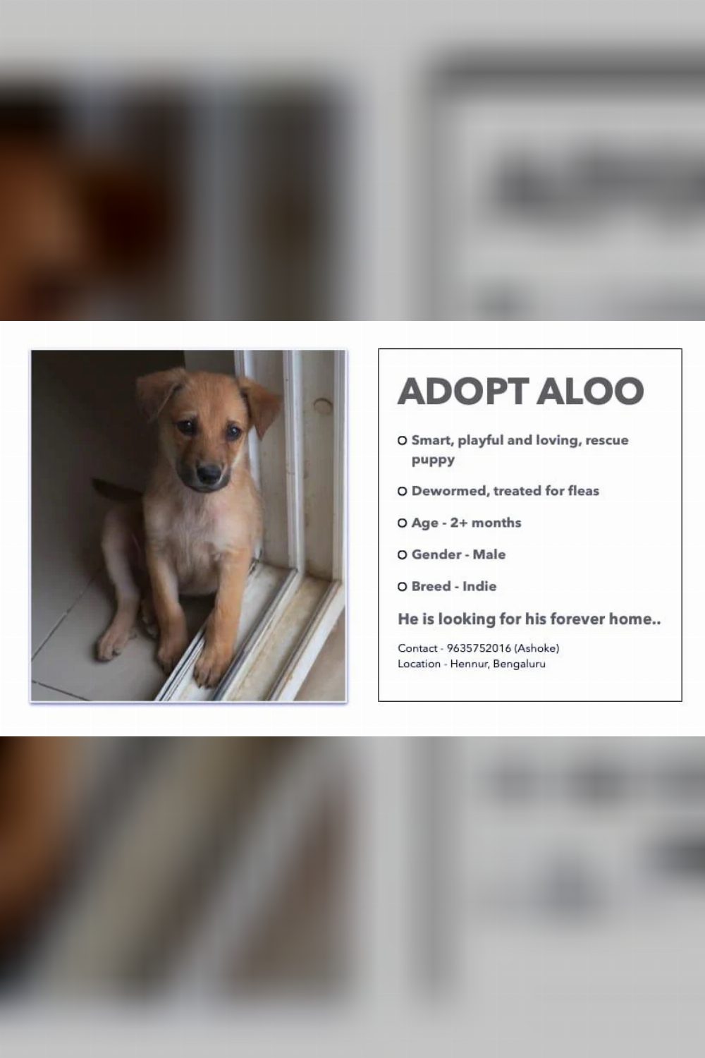 Adopt this Indie doggo: Aloo :) Vaccinations will be sponsored β Bengaluru