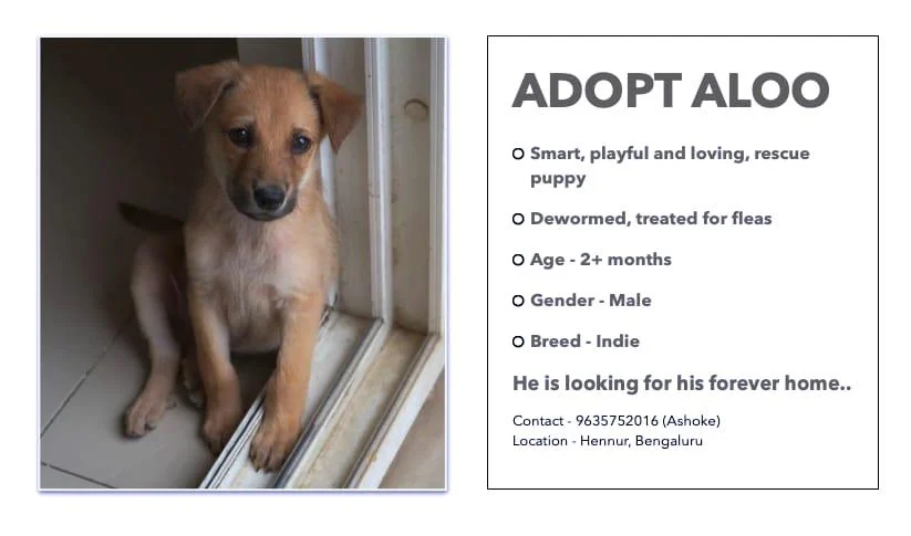 Adopt this Indie doggo: Aloo :) Vaccinations will be sponsored — Bengaluru