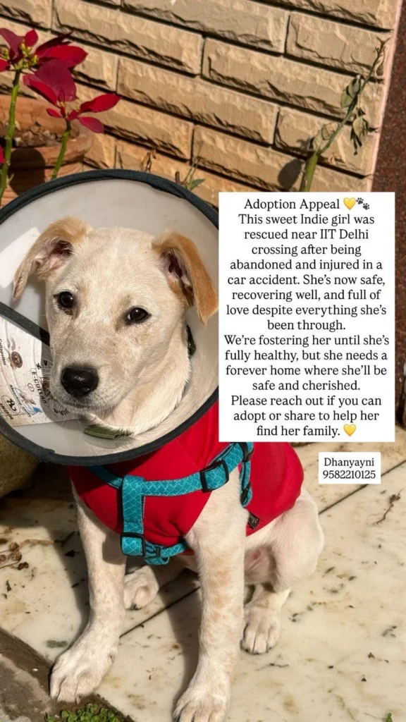 Delhi adoption