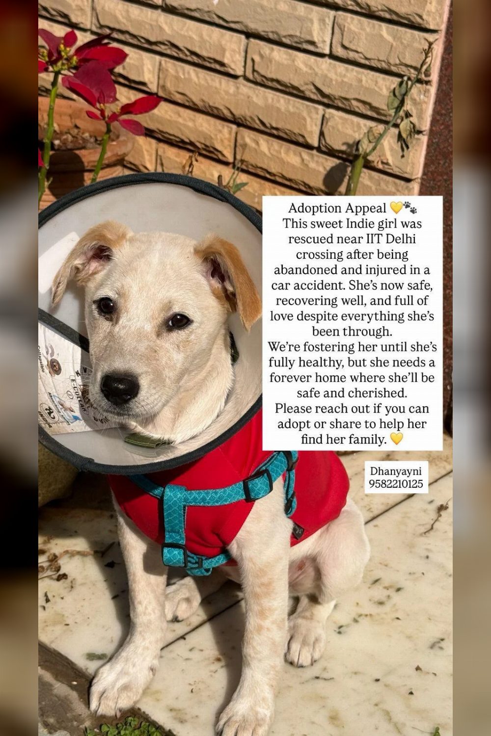 A Puppy Hit by a Car Near the IIT Delhi Crossing Needs a Home