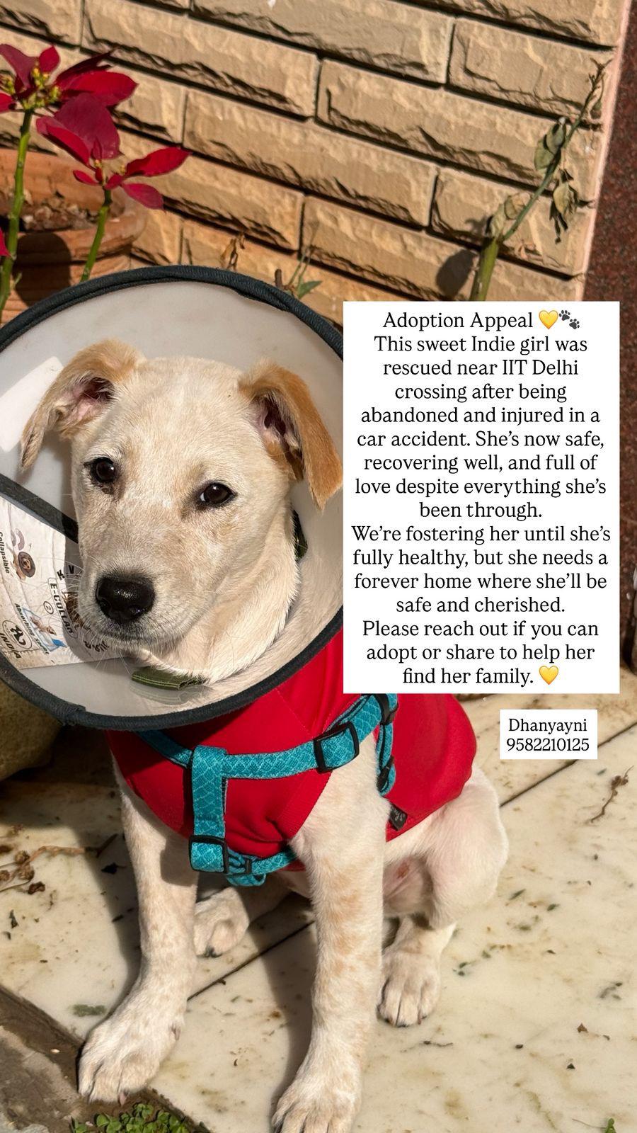 Delhi adoption