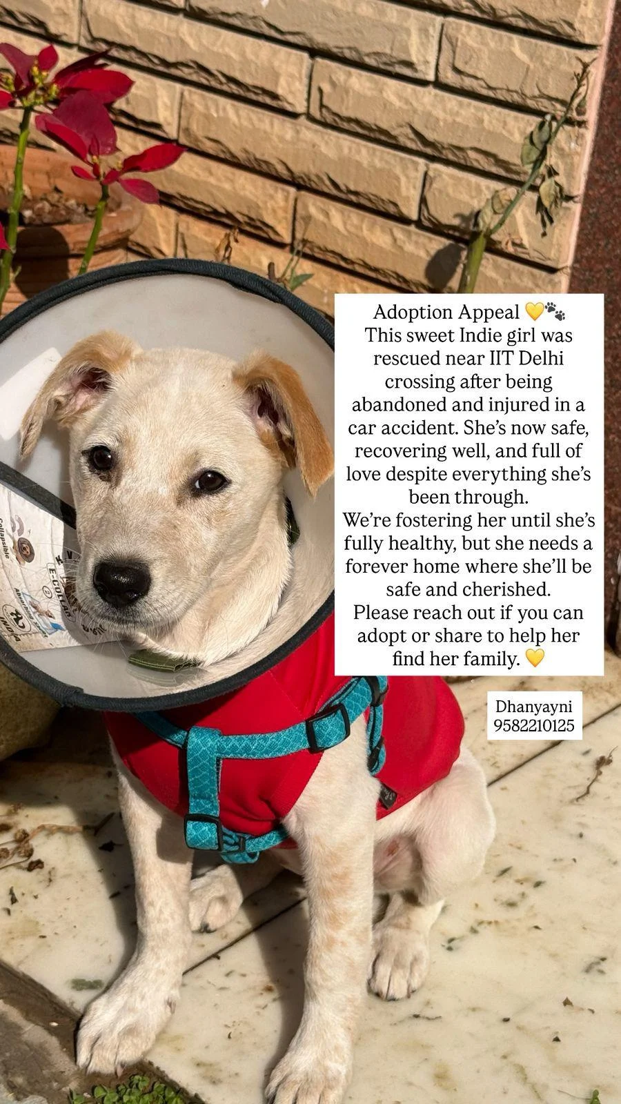 Female puppy for adoption — Delhi NCR (2)