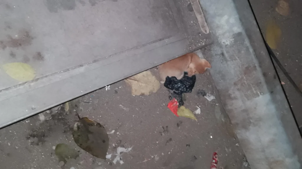 Stray Kitten for Adoption Mumbai