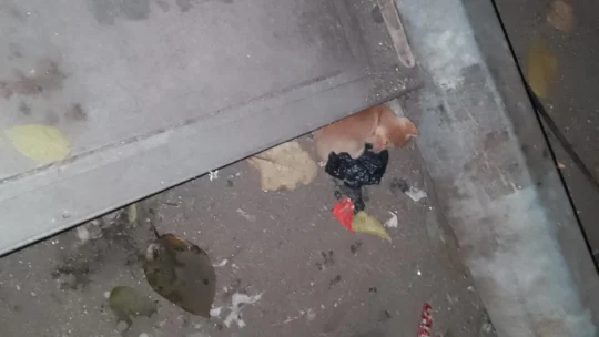 Kitten Under a Month Old Found Near Churchgate Station in Mumbai