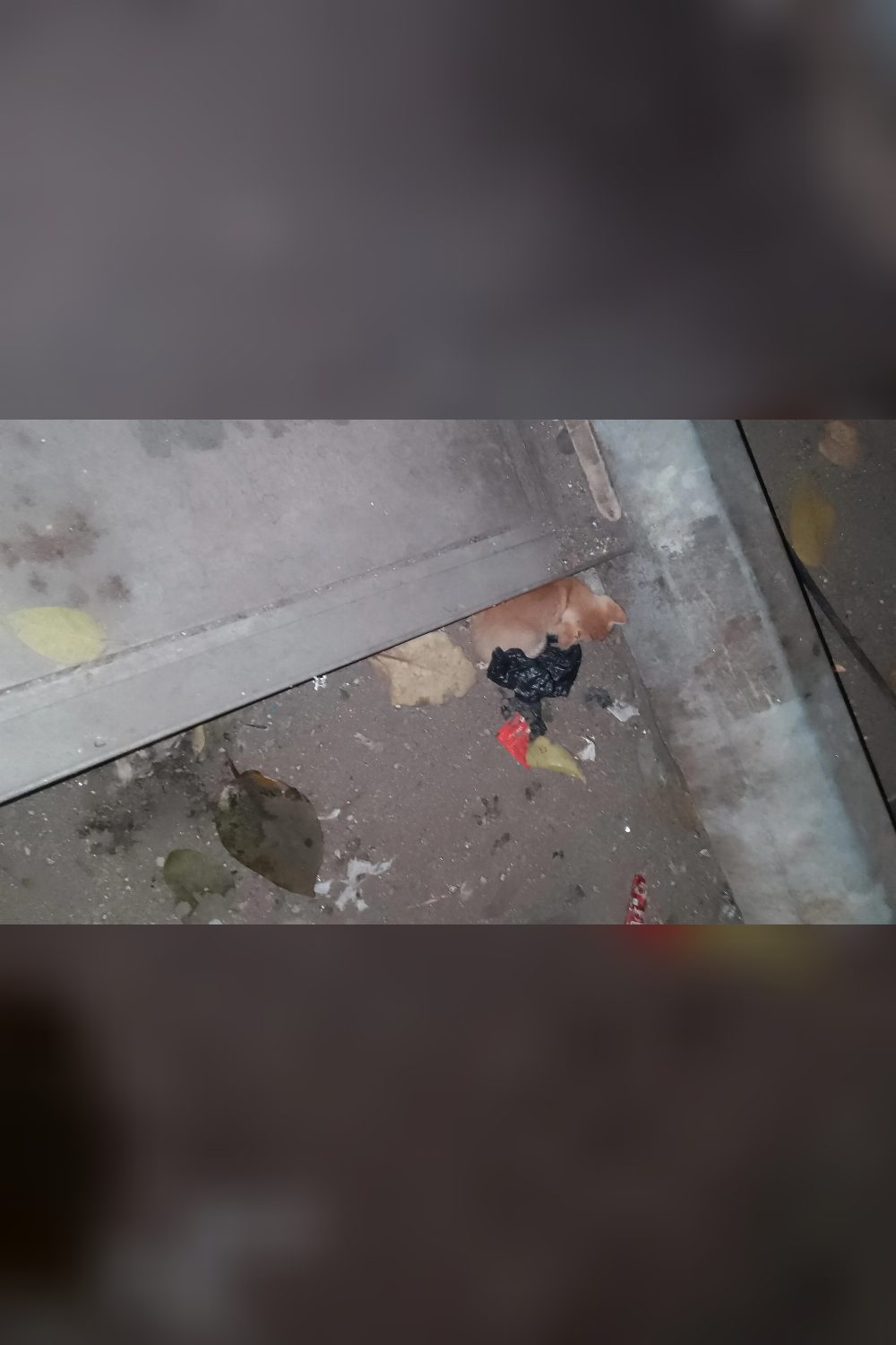 Stray Kitten for Adoption Mumbai