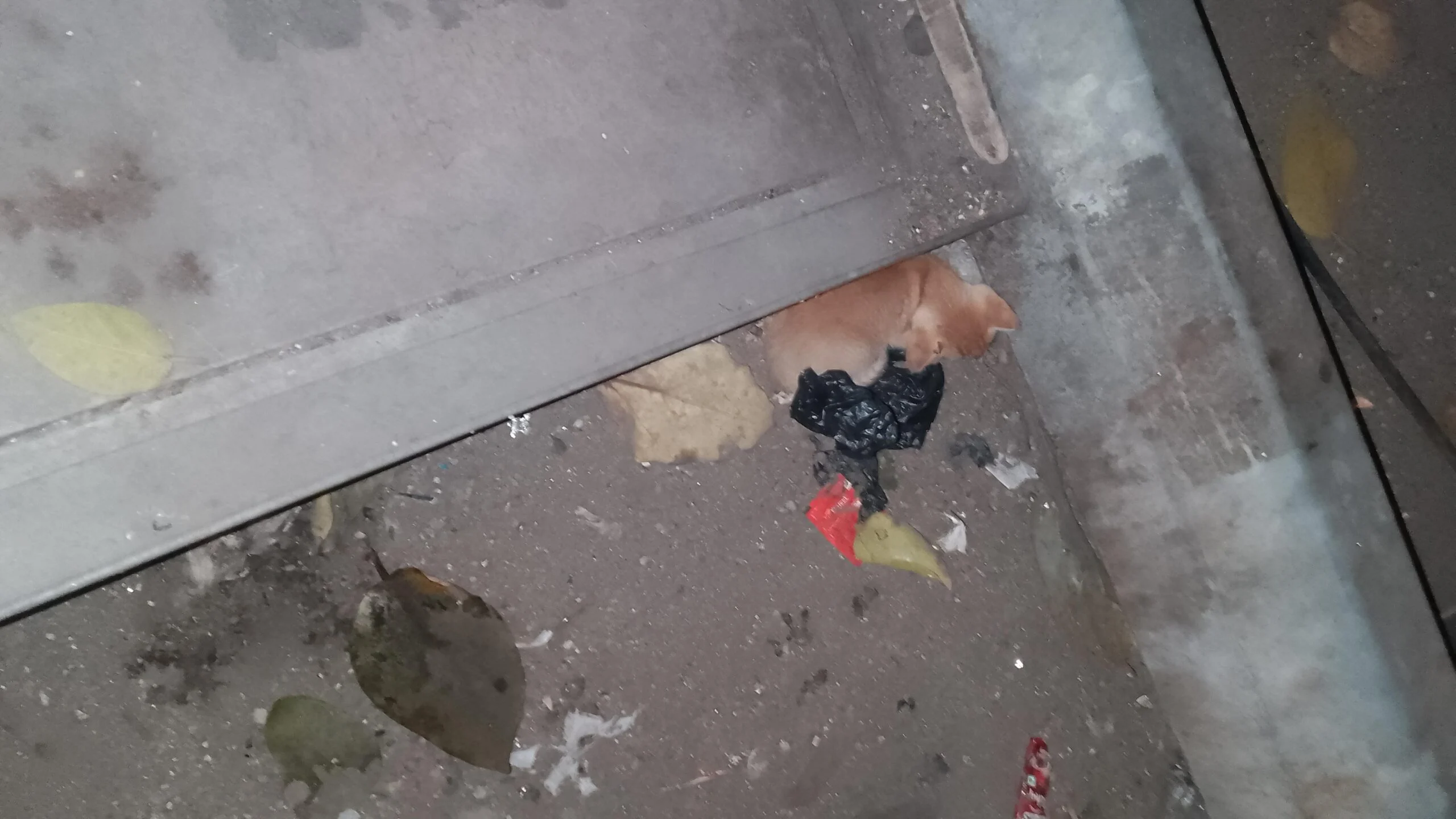 Stray Kitten for Adoption Mumbai