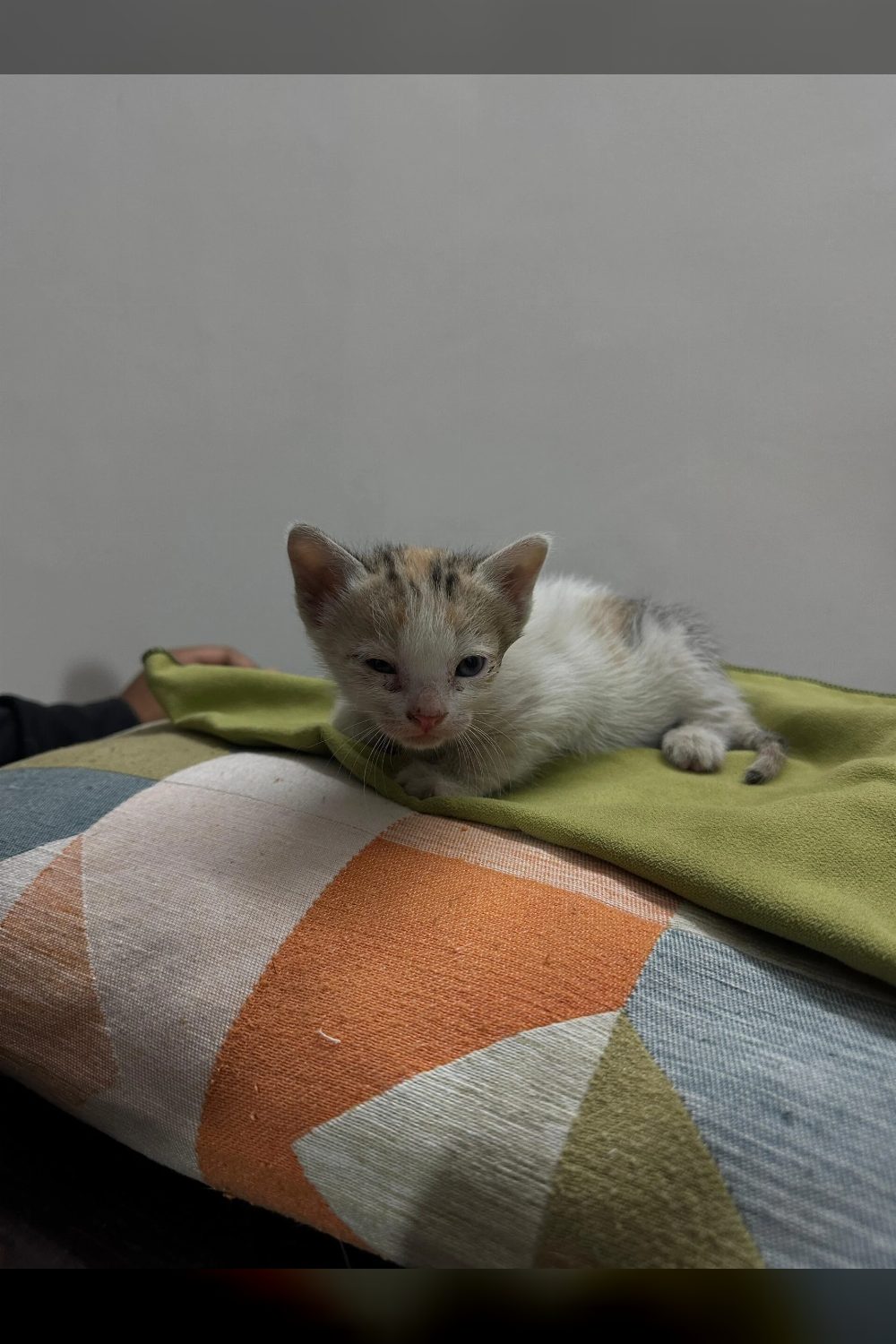 4-week-old kitten for adoption — Bengaluru