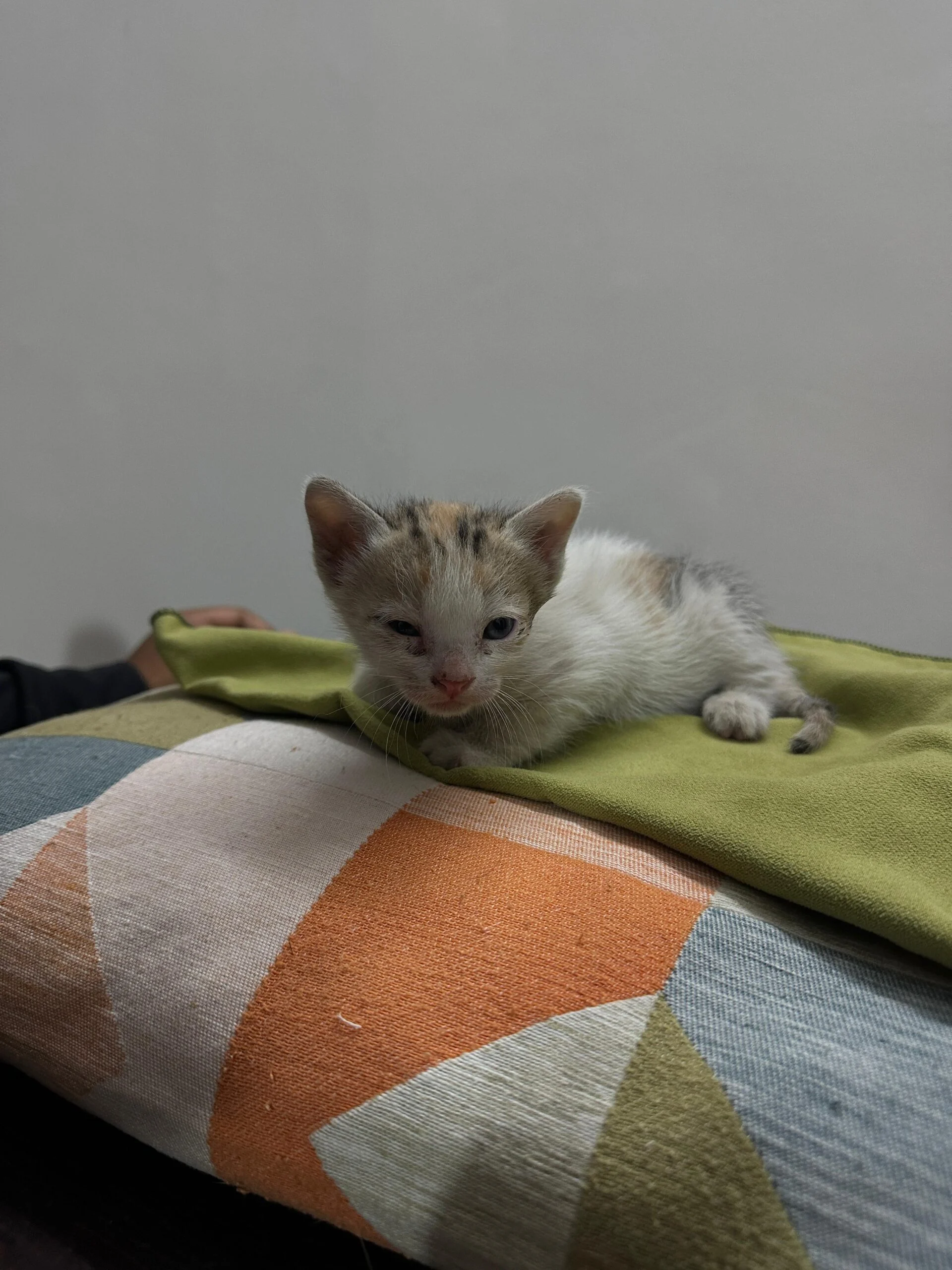 4-week-old kitten for adoption — Bengaluru