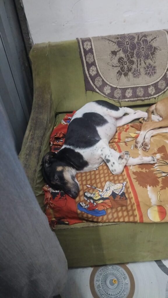 Adopt Oreo
