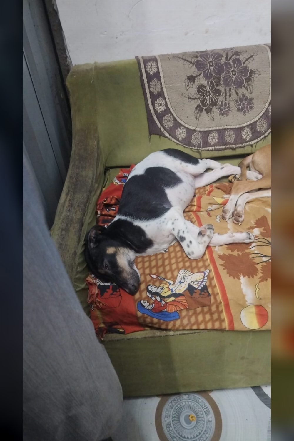 Adopt Oreo — Mumbai