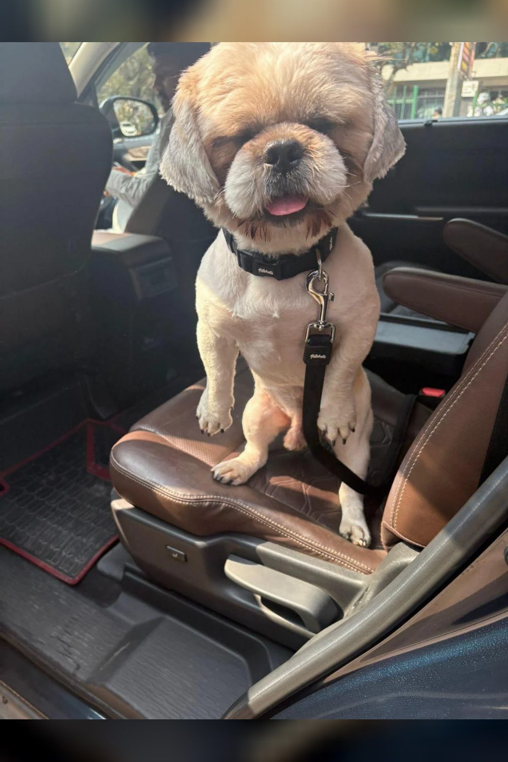 14-month-old male Shih Tzu for adoption — Delhi NCR