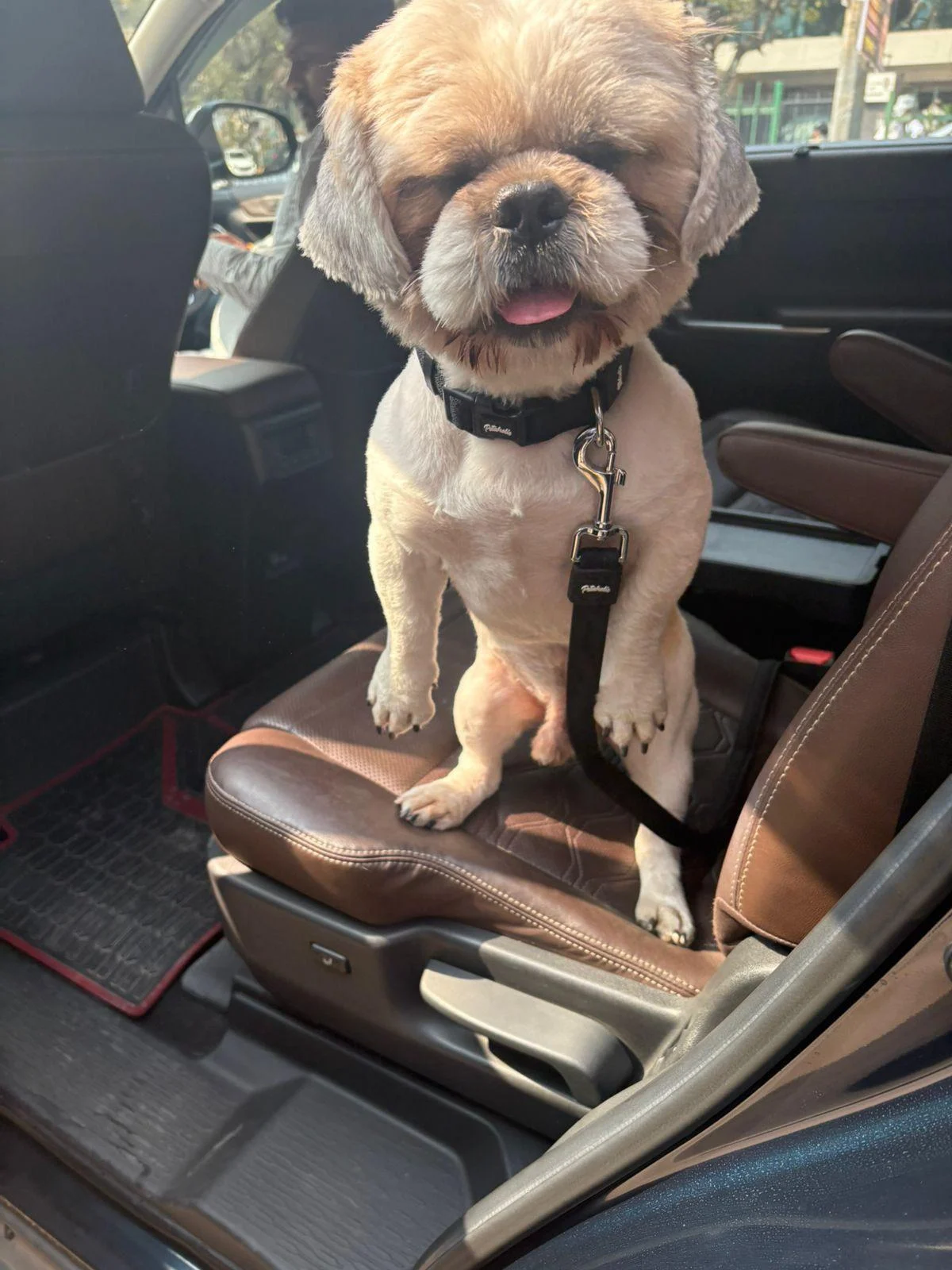 14-month-old male Shih Tzu for adoption — Delhi NCR