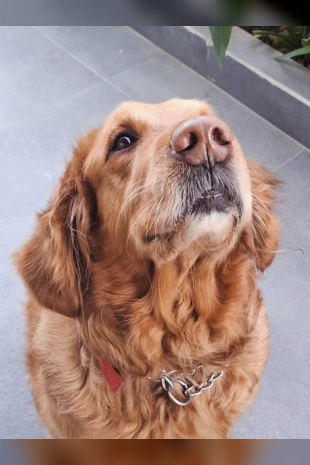 7-year-old male Golden Retriever for adoption in Gurgaon — Delhi NCR