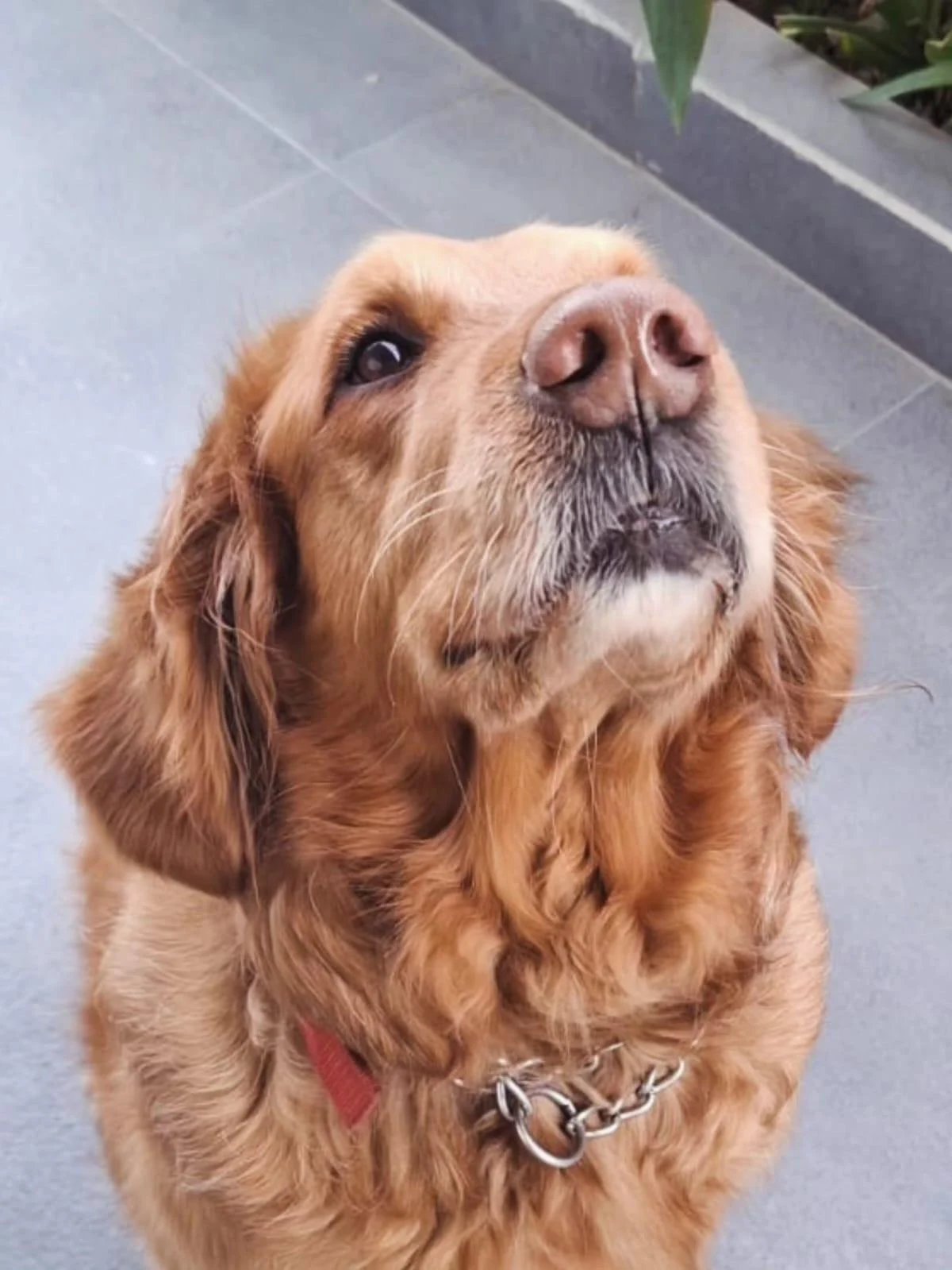 7-year-old male Golden Retriever for adoption in Gurgaon — Delhi NCR