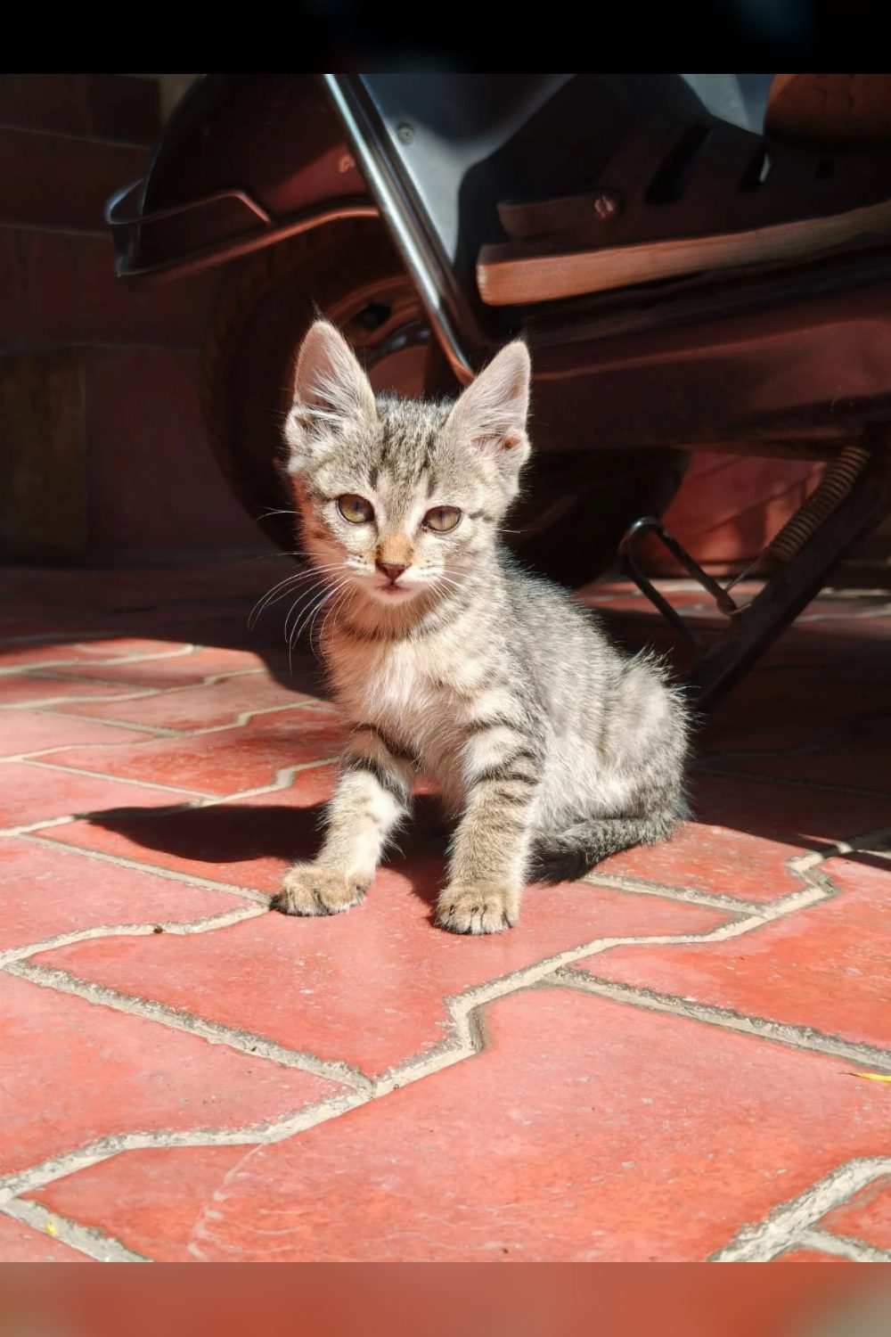 Help this cutie find a home — Bengaluru