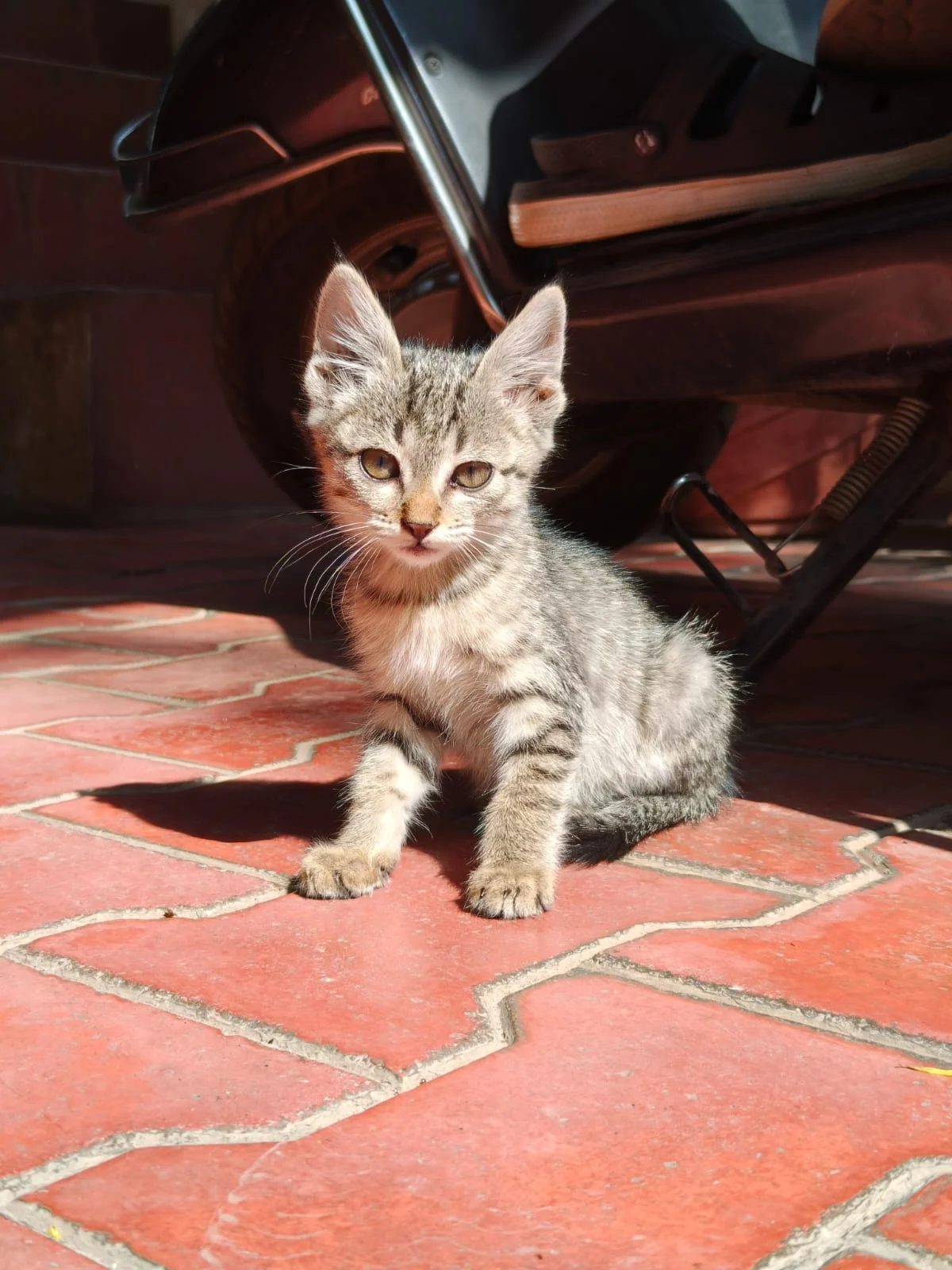Help this cutie find a home — Bengaluru