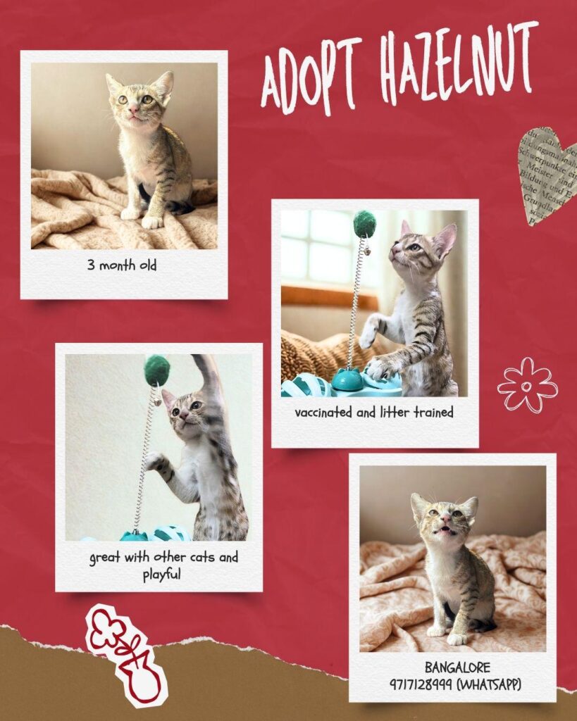 Hazelnut, a cat still waiting for a forever home