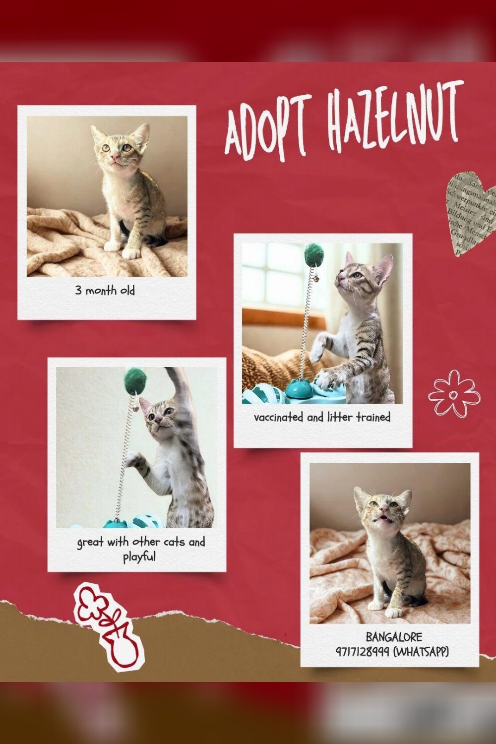 Hazelnut Is Still Looking for a Home — Bengaluru