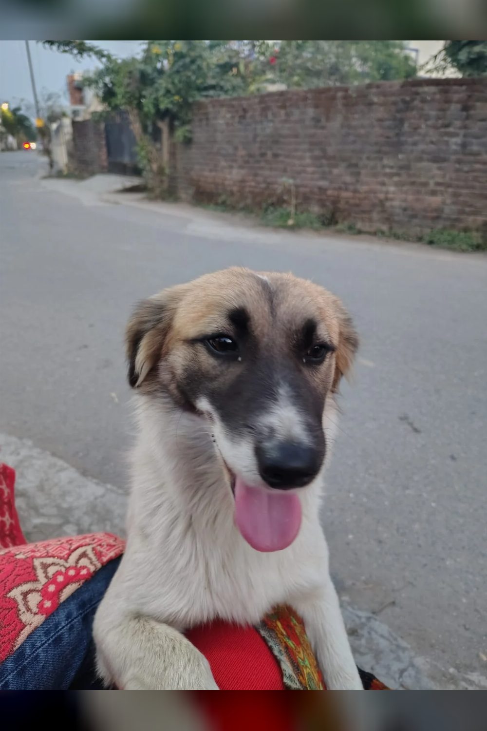 Adopt this cutie (Dehradun)
