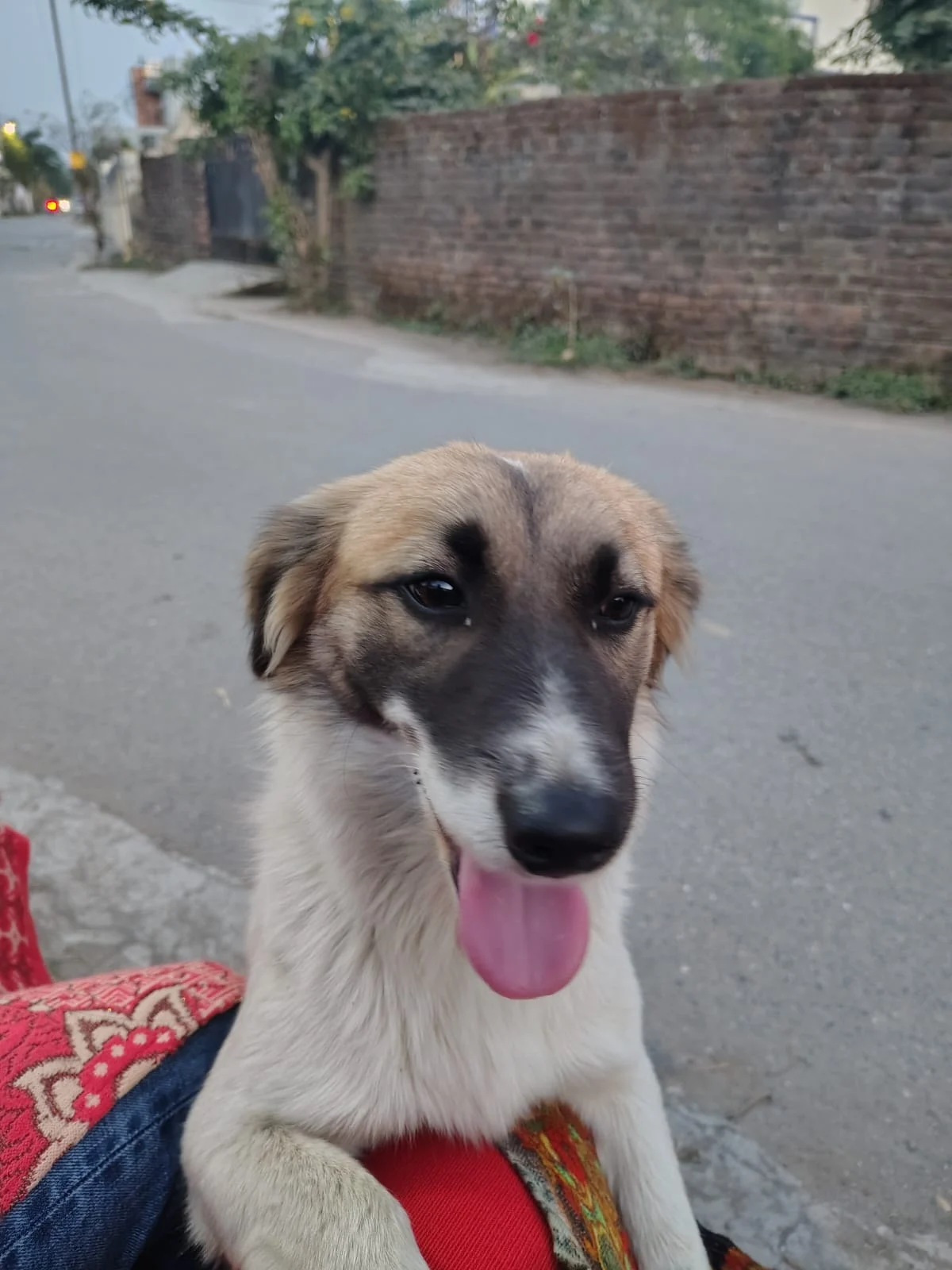 Adopt this cutie (Dehradun)