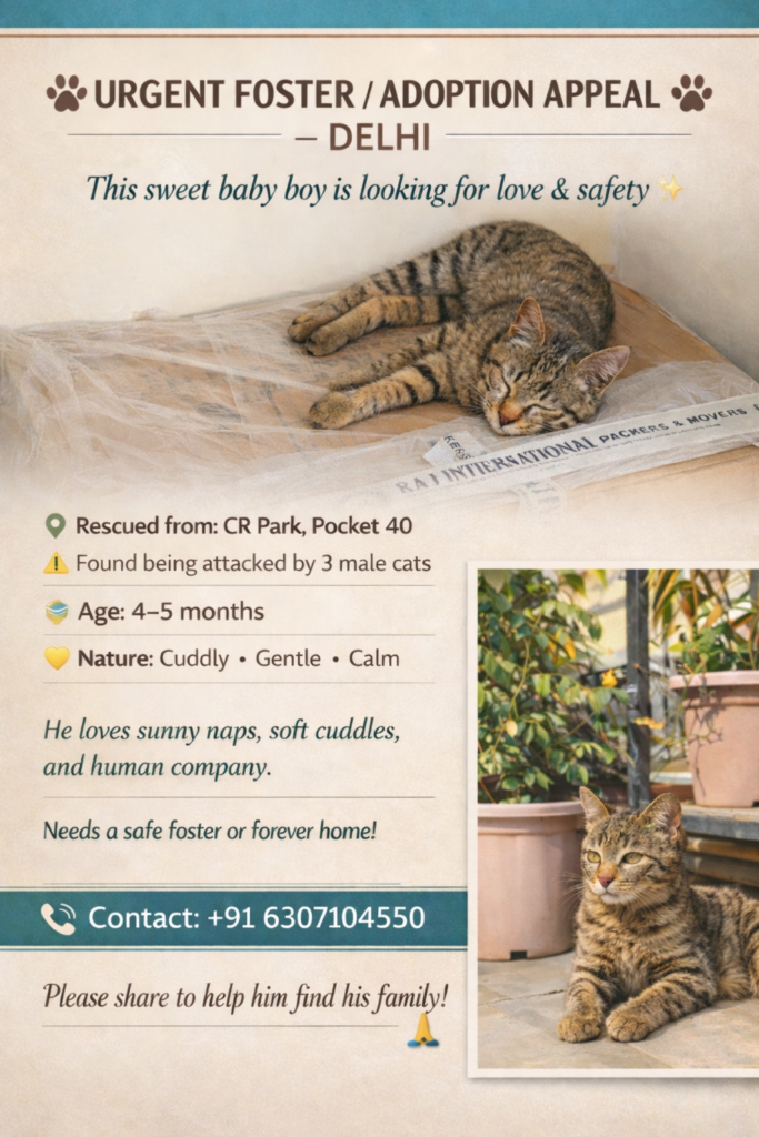 Kitten (Male) for Adoption/Fostering