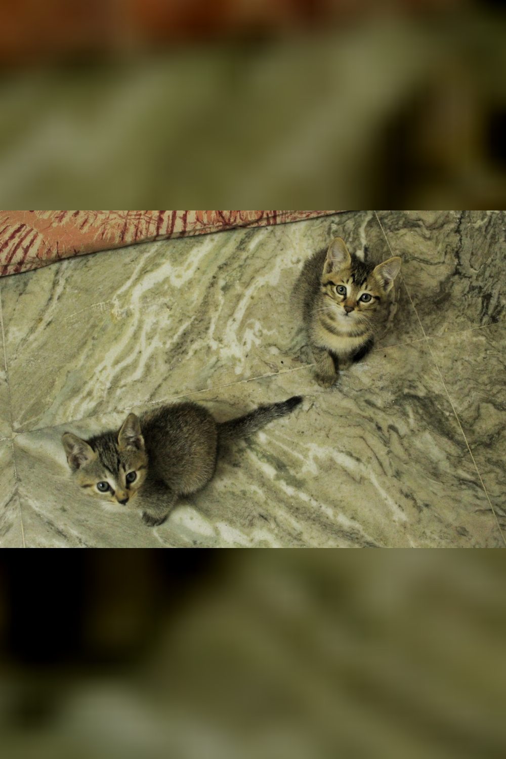 Here’s your sign from the Cat Distribution System; Delhi