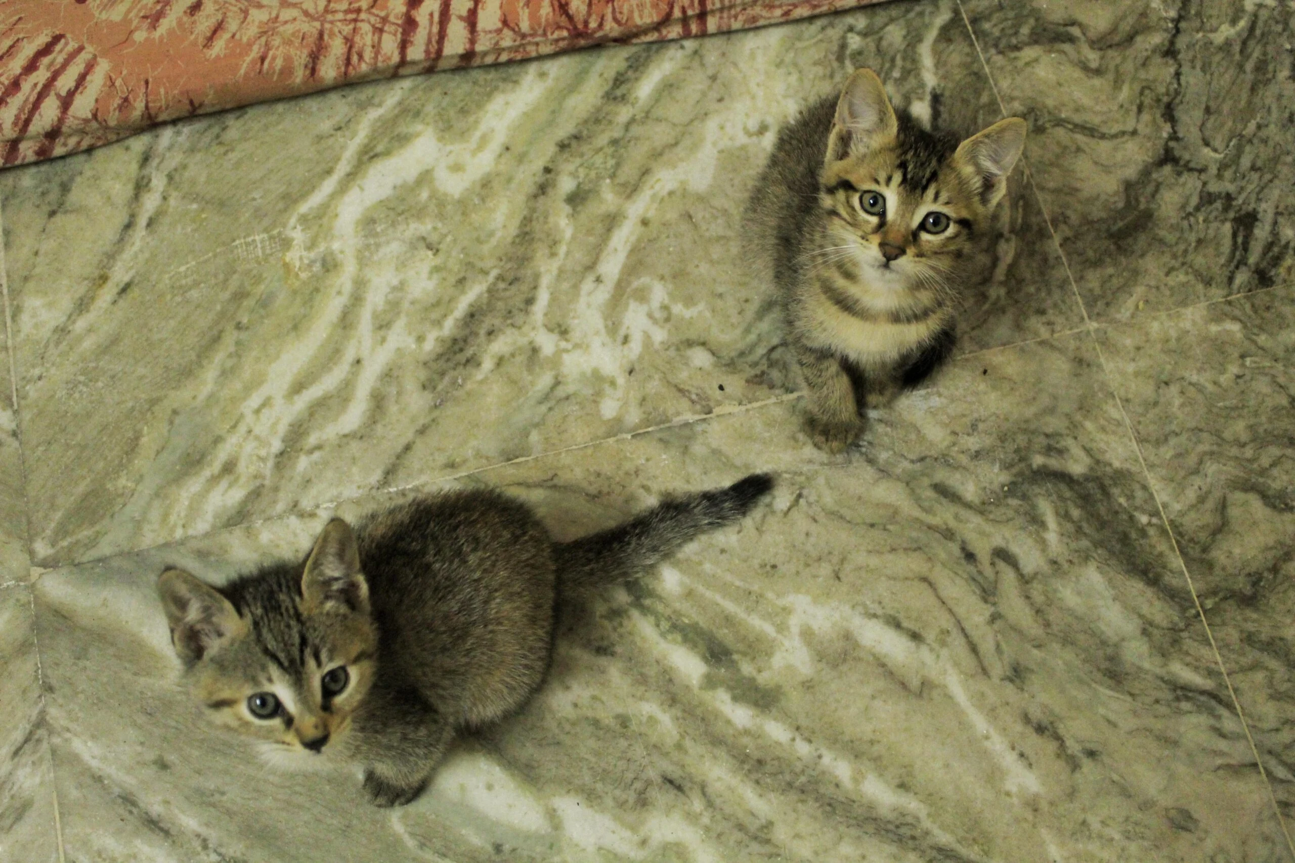 Here’s your sign from the Cat Distribution System; Delhi