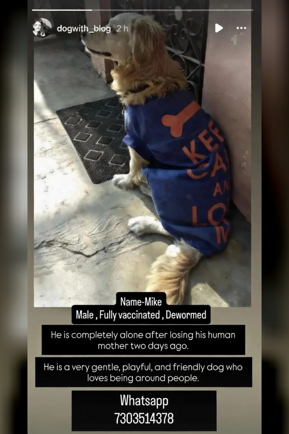 Mike, senior Cocker Spaniel, lost his human mother and needs a loving home — Delhi
