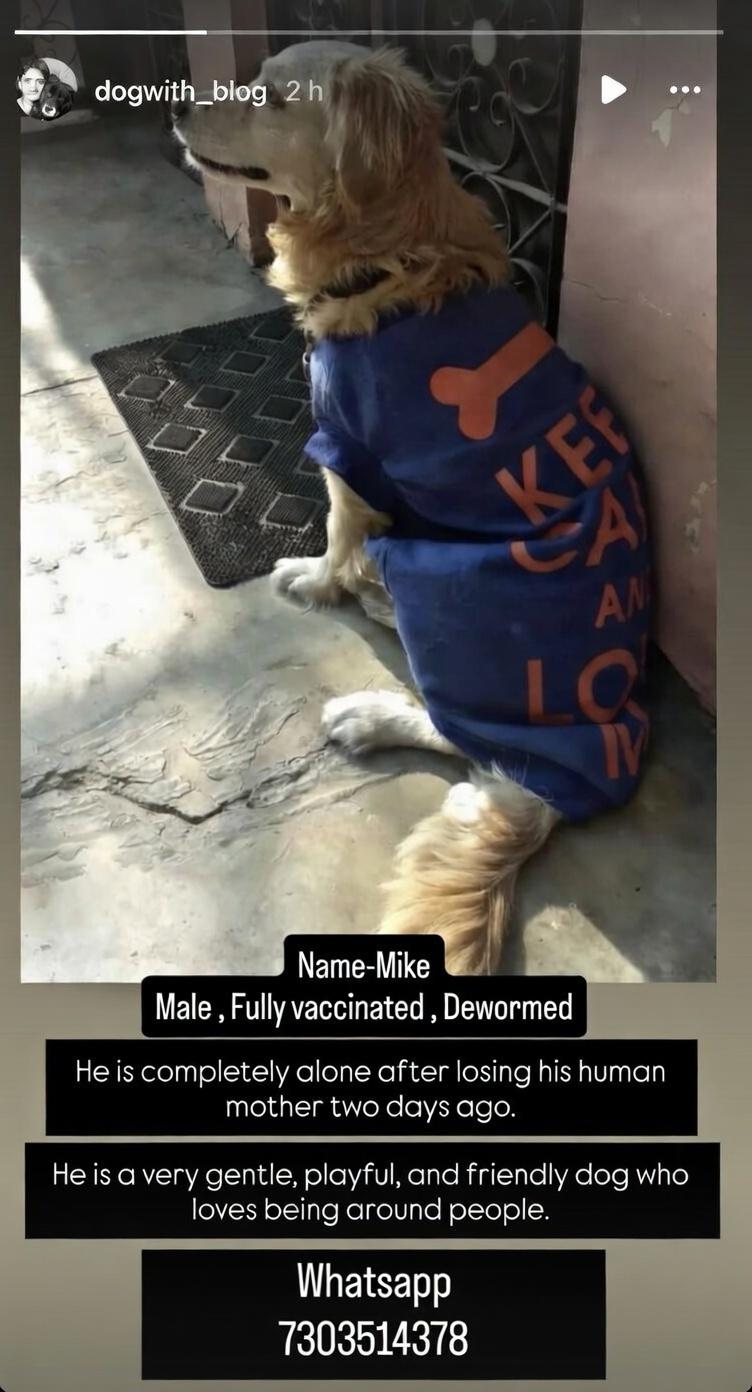Mike, senior Cocker Spaniel, lost his human mother and needs a loving home - Delhi